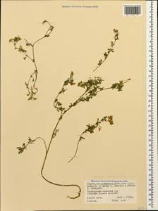 Medicago falcata subsp. falcata, Caucasus, North Ossetia, Ingushetia & Chechnya (K1c) (Russia)