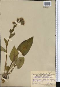 Solenanthus circinnatus Ledeb., Middle Asia, Western Tian Shan & Karatau (M3) (Kazakhstan)