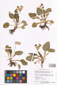 Primula veris subsp. macrocalyx (Bunge) Lüdi, Caucasus, Armenia (K5) (Armenia)