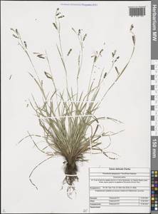 Carex delicata C.B.Clarke, Siberia, Altai & Sayany Mountains (S2) (Russia)