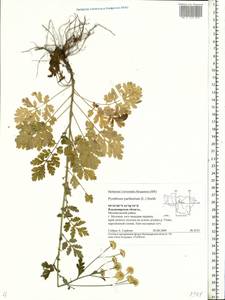 Tanacetum parthenium (L.) Sch. Bip., Eastern Europe, Central region (E4) (Russia)