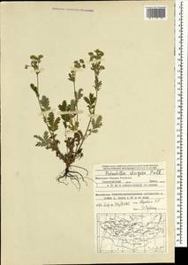 Potentilla pensylvanica L., Mongolia (MONG) (Mongolia)