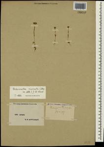 Valerianella eriocarpa Desv., Crimea (KRYM) (Russia)