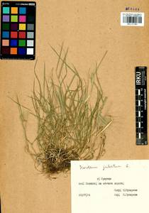 Hordeum jubatum L., Siberia, Baikal & Transbaikal region (S4) (Russia)