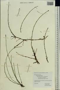 Equisetum variegatum Schleich., Eastern Europe, Central region (E4) (Russia)