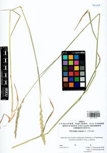 Elymus repens (L.) Gould, Siberia, Baikal & Transbaikal region (S4) (Russia)