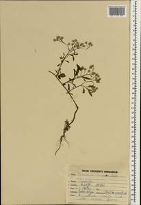 Cyanthillium cinereum (L.) H. Rob., South Asia, South Asia (Asia outside ex-Soviet states and Mongolia) (ASIA) (India)