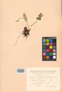 Botrychium lunaria (L.) Sw., Siberia, Russian Far East (S6) (Russia)