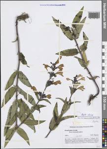 Nepeta sibirica L., Siberia, Altai & Sayany Mountains (S2) (Russia)