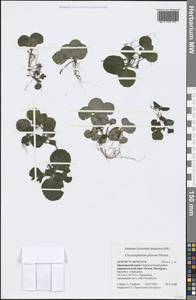 Chrysosplenium pilosum Maxim., Siberia, Russian Far East (S6) (Russia)