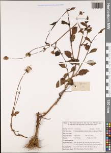 Crassocephalum rubens (Juss. ex Jacq.) S. Moore, South Asia, South Asia (Asia outside ex-Soviet states and Mongolia) (ASIA) (Vietnam)