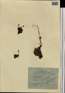 Diapensia obovata (F. Schmidt) Nakai, Siberia, Russian Far East (S6) (Russia)