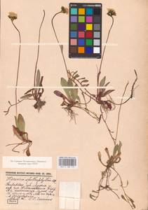 Pilosella floribunda (Wimm. & Grab.) Fr., Eastern Europe, North-Western region (E2) (Russia)