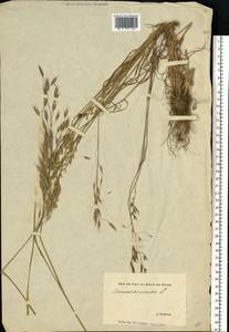 Bromus arvensis L., Eastern Europe, Estonia (E2c) (Estonia)
