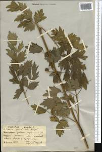Thalictrum simplex L., Middle Asia, Northern & Central Kazakhstan (M10) (Kazakhstan)