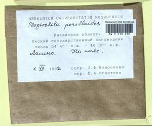 Plagiochila porelloides (Torr. ex Nees) Lindenb., Bryophytes, Bryophytes - Middle Russia (B6) (Russia)