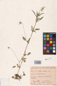 Viola tricolor L., Eastern Europe, Middle Volga region (E8) (Russia)