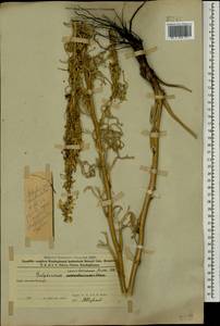 Delphinium szowitsianum Boiss., Caucasus, Azerbaijan (K6) (Azerbaijan)