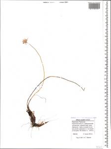 Allium saxatile M.Bieb. , nom. cons. prop., Caucasus, Stavropol Krai, Karachay-Cherkessia & Kabardino-Balkaria (K1b) (Russia)