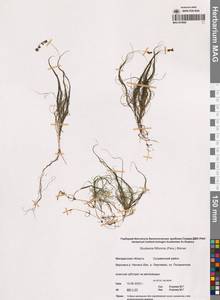 Stuckenia filiformis (Pers.) Börner, Siberia, Chukotka & Kamchatka (S7) (Russia)