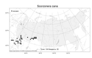 Scorzonera cana (C. A. Mey.) O. Hoffm., Atlas of the Russian Flora (FLORUS) (Russia)