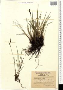 Carex dacica Heuff., Caucasus, South Ossetia (K4b) (South Ossetia)