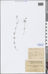 Galium palustre L., Eastern Europe, Moscow region (E4a) (Russia)