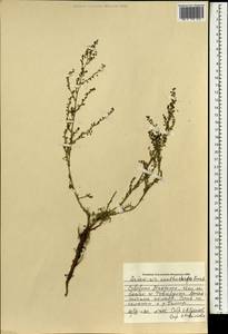 Artemisia xanthochroa Krasch., Mongolia (MONG) (Mongolia)