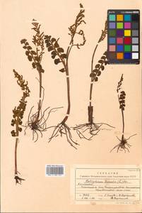 Botrychium lunaria (L.) Sw., Siberia, Chukotka & Kamchatka (S7) (Russia)