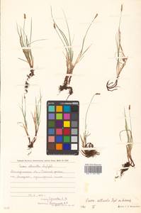 Carex argunensis Turcz. ex Trevir., Siberia, Chukotka & Kamchatka (S7) (Russia)