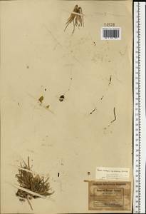 Oreomecon nudicaulis subsp. nudicaulis, Eastern Europe, Northern region (E1) (Russia)
