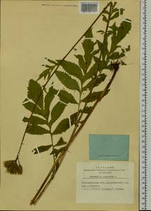 Serratula coronata L., Siberia, Western Siberia (S1) (Russia)