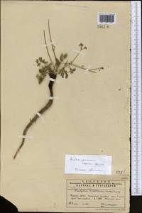 Aulacospermum roseum Korovin, Middle Asia, Pamir & Pamiro-Alai (M2)