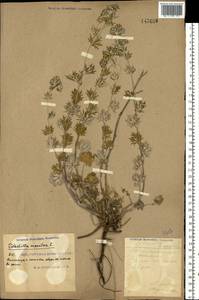Potentilla argentea L., Eastern Europe, South Ukrainian region (E12) (Ukraine)
