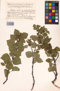 Betula pubescens var. pubescens, Eastern Europe, Northern region (E1) (Russia)