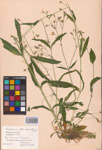 Silene flos-cuculi (L.) Greuter & Burdet, Eastern Europe, Central region (E4) (Russia)