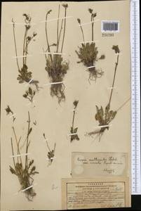 Crepis multicaulis Ledeb., Middle Asia, Pamir & Pamiro-Alai (M2) (Kyrgyzstan)