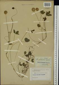 Trifolium fragiferum L., Eastern Europe, South Ukrainian region (E12) (Ukraine)