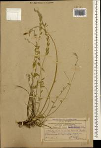 Astragalus halicacabus Lam., Caucasus, Azerbaijan (K6) (Azerbaijan)