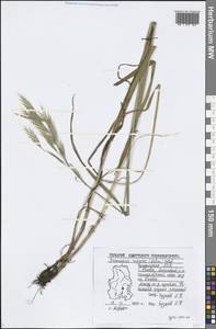 Bromus riparius Rehmann, Eastern Europe, Volga-Kama region (E7) (Russia)