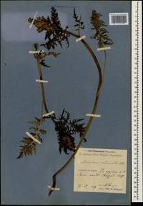 Pedicularis condensata M. Bieb., Caucasus, Georgia (K4) (Georgia)