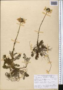 Tanacetum richterioides (C. Winkl.) K. Bremer & Humphries, Middle Asia, Northern & Central Tian Shan (M4) (Kyrgyzstan)