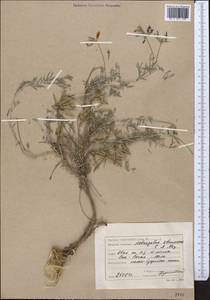 Astragalus stenoceras C.A. Mey., Middle Asia, Caspian Ustyurt & Northern Aralia (M8) (Kazakhstan)