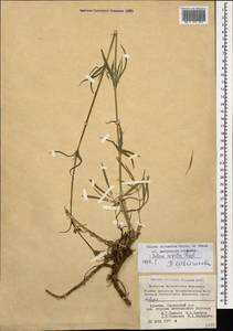 Silene sisianica Boiss. & Buhse, Caucasus, Armenia (K5) (Armenia)