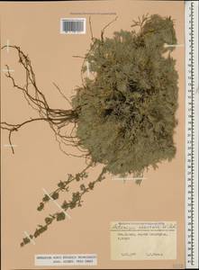 Artemisia alpina Pall. ex Willd., Caucasus, Stavropol Krai, Karachay-Cherkessia & Kabardino-Balkaria (K1b) (Russia)