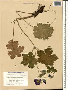 Geranium platypetalum Fisch. & C.A. Mey., Caucasus, North Ossetia, Ingushetia & Chechnya (K1c) (Russia)