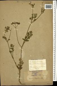 Caucalis platycarpos L., Caucasus, Azerbaijan (K6) (Azerbaijan)