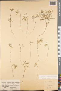 Euphorbia inderiensis Less. ex Kar. & Kir., Middle Asia, Pamir & Pamiro-Alai (M2) (Kyrgyzstan)