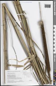 Typha angustifolia L., Eastern Europe, Central region (E4) (Russia)