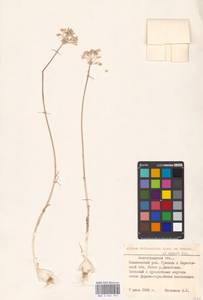 Allium delicatulum Siev. ex Schult. & Schult.f., Eastern Europe, Lower Volga region (E9) (Russia)